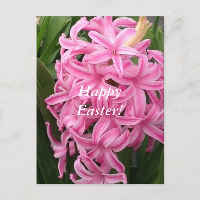 Happy Easter Pink Hyacinths Flower Postcards (Front)