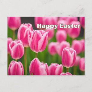 Happy Easter Pink Tulip Flowers Holiday Postcard