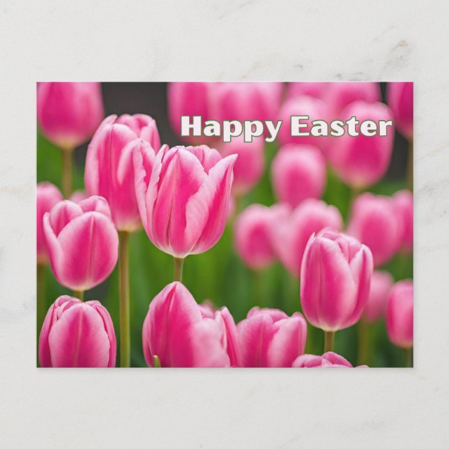 Happy Easter Pink Tulip Flowers  Holiday Postcard (Front)