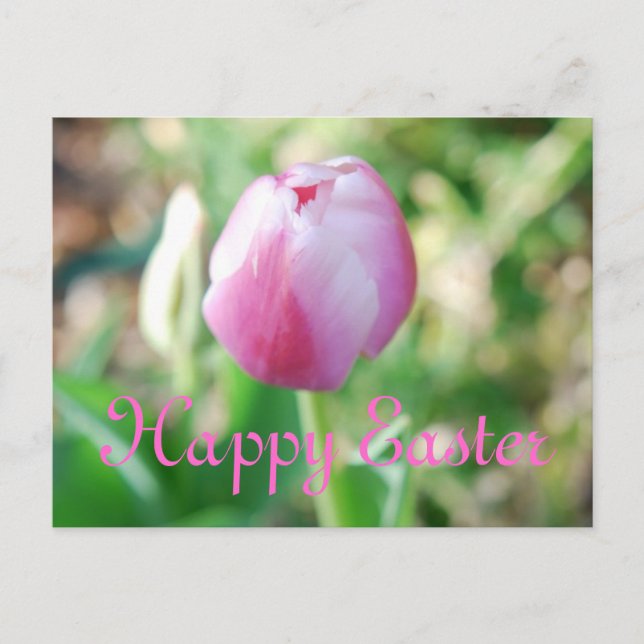 Happy Easter Pink Tulip Holiday Postcard (Front)