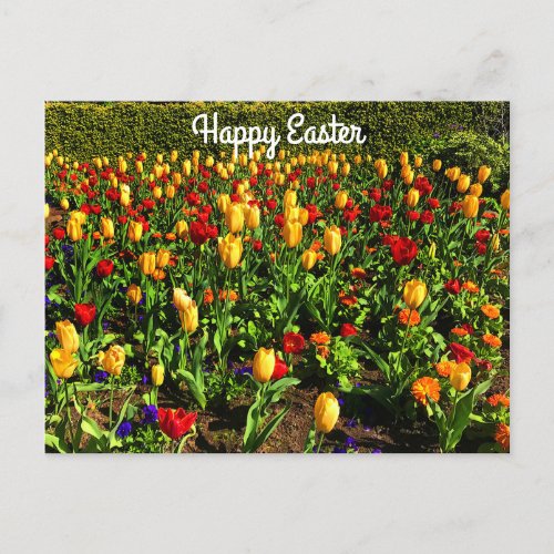 Happy Easter Red  Yellow Tulips 1 Postcard 