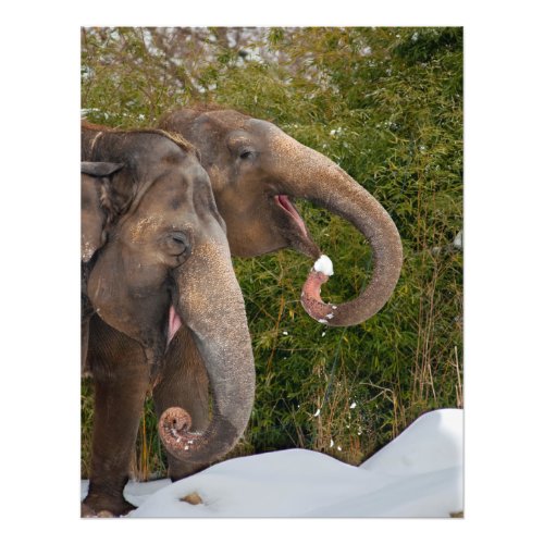 Happy elephants smile in the snow photo print
