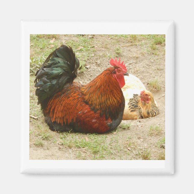 Happy Family - Rooster & Chicken 2" Magnet (Front)