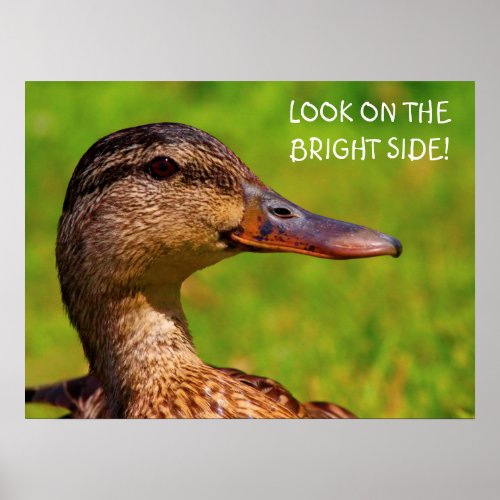 Happy Female Mallard Poster