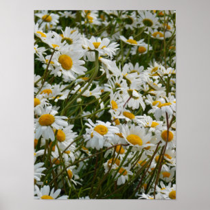 Happy Flower Meadow - Happy face smiling daisy Poster