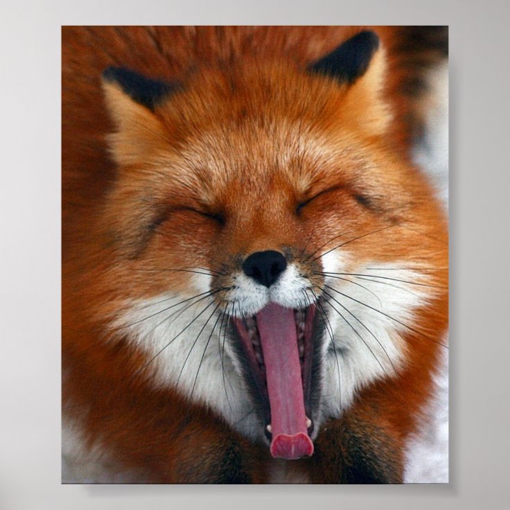 Happy Fox Wall Poster | Zazzle