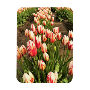 Happy Generation Tulips Magnet