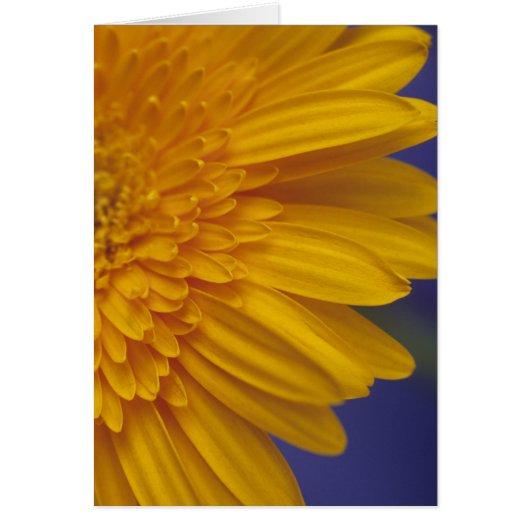 Happy Gerber Daisy Cards (Front)