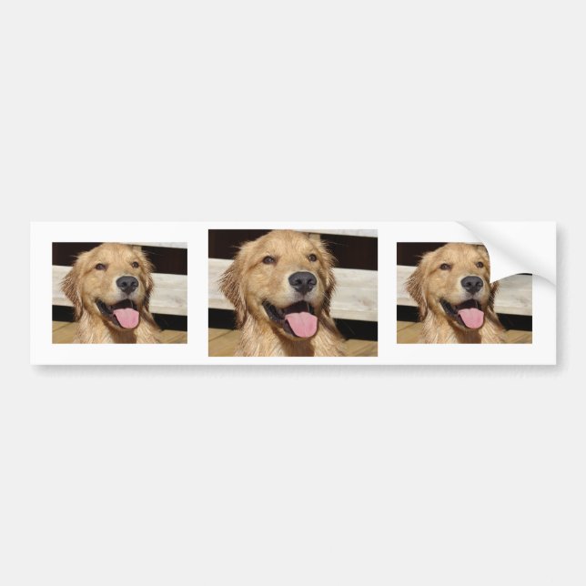 Happy Golden Retriever Bumper Sticker (Front)