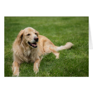 Happy Golden Retriever Cards