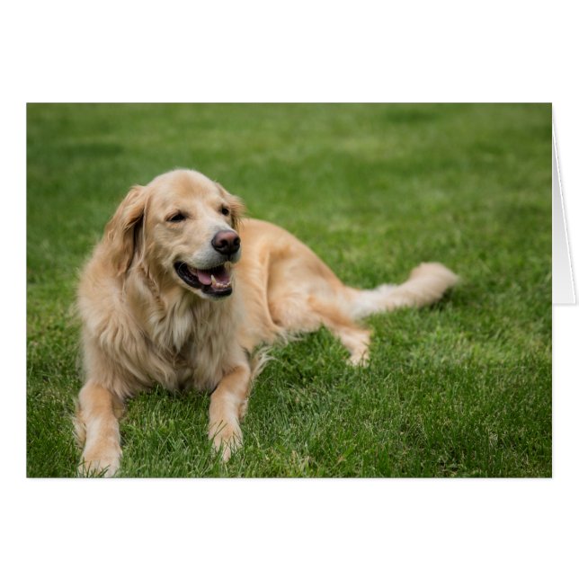 Happy Golden Retriever Cards (Front Horizontal)