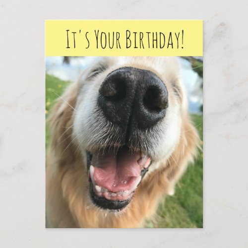 Happy Golden Retriever Dog Birthday Celebration Postcard