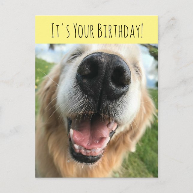 Happy Golden Retriever Dog Birthday Celebration Postcard (Front)