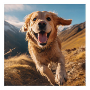 Happy Golden Retriever Running Acrylic Print