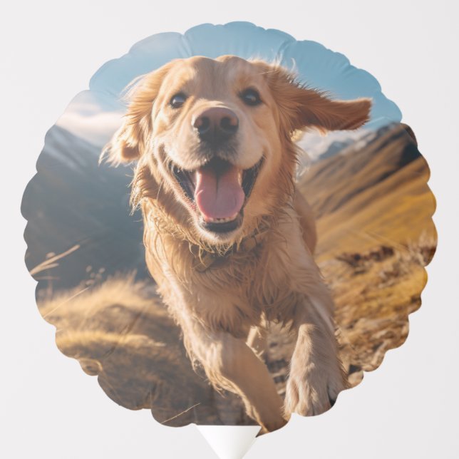 Happy Golden Retriever Running  Balloon (Front)