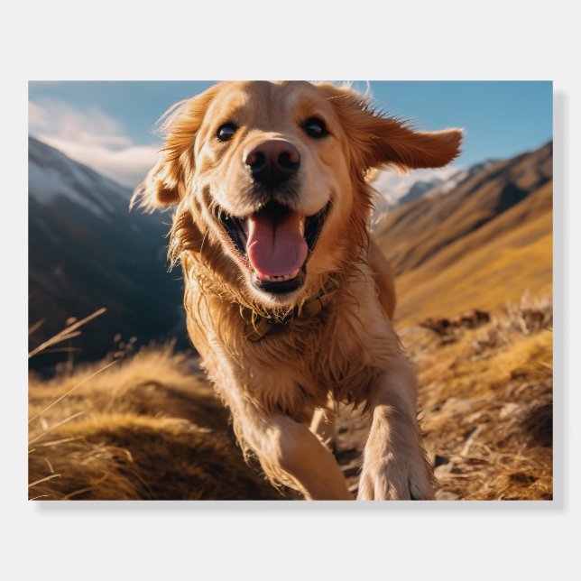 Happy Golden Retriever Running  Foam Board (Front)