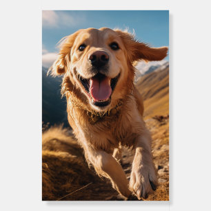 Happy Golden Retriever Running  Foam Board