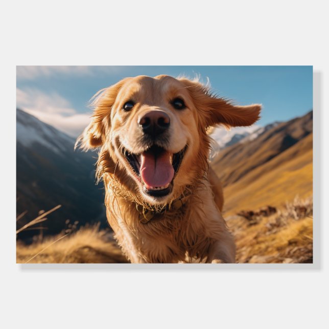 Happy Golden Retriever Running  Foam Board (Front)