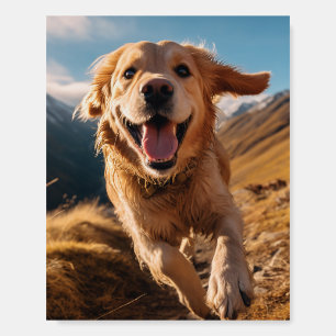 Happy Golden Retriever Running  Foam Board