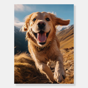 Happy Golden Retriever Running  Foam Board