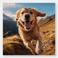 Happy Golden Retriever Running