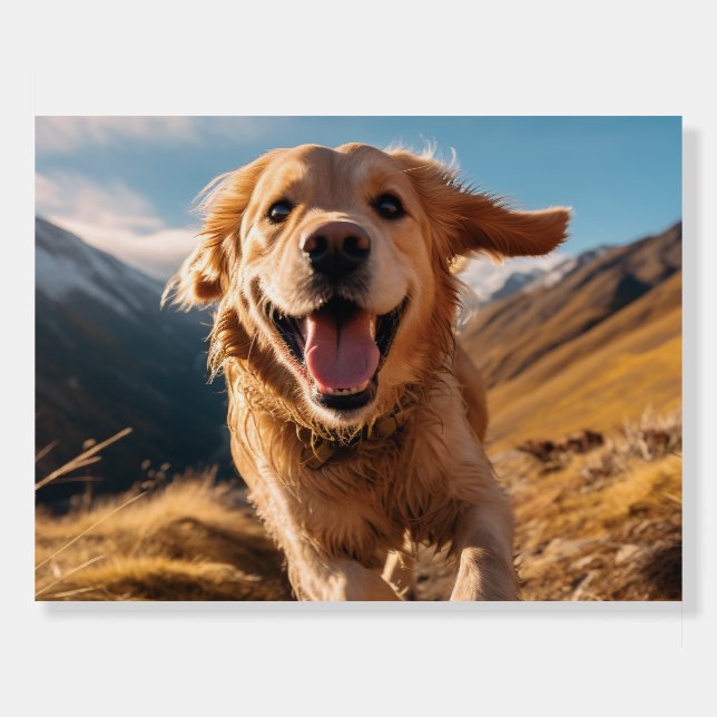 Happy Golden Retriever Running  Foam Board (Front)