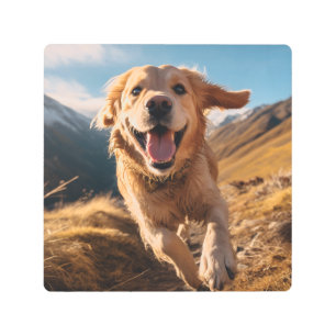Happy Golden Retriever Running Metal Print
