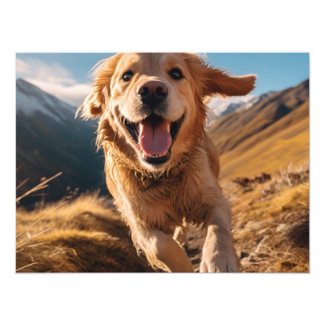Happy Golden Retriever Running  Photo Print (Front)