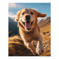 Happy Golden Retriever Running 