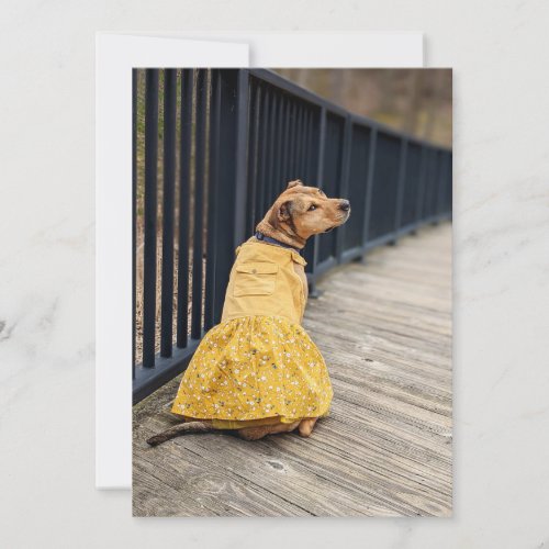 Happy Gotcha Day Fancy dress Photo Dog Card
