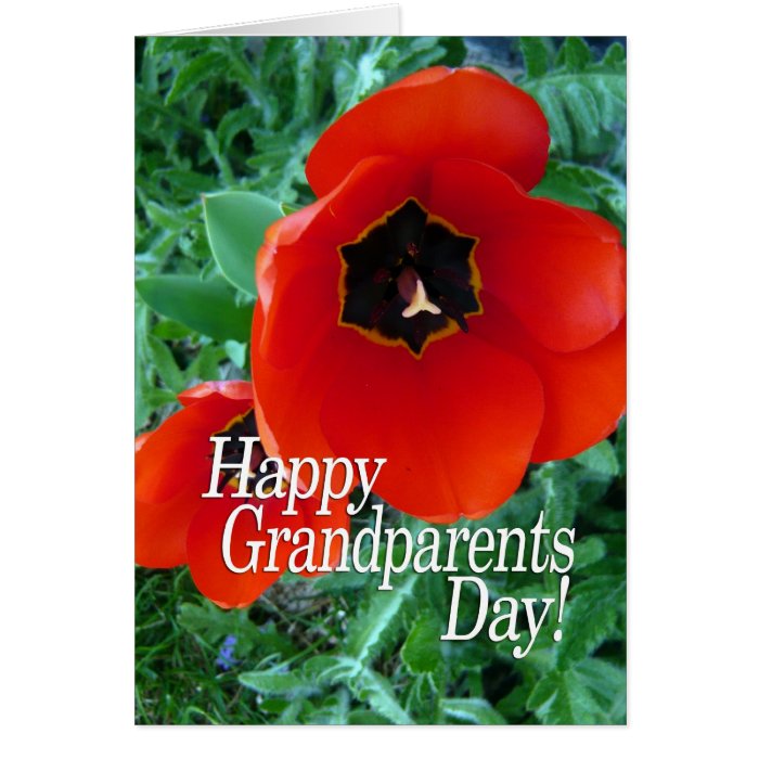 Happy Grandparents Day   Poppy Flowers Greeting Cards