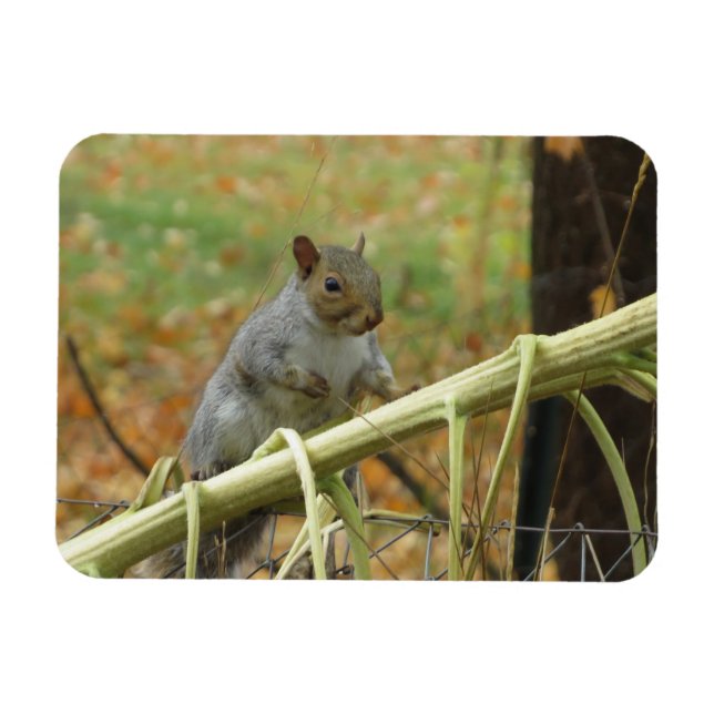 Happy Gray Squirrel Magnet (Horizontal)
