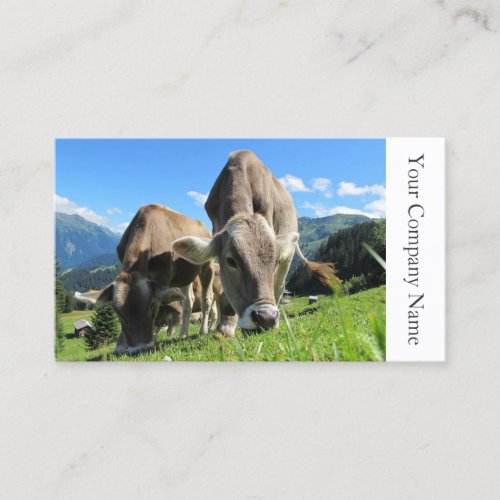 Happy Grazing Cows Photograph _ Business Card