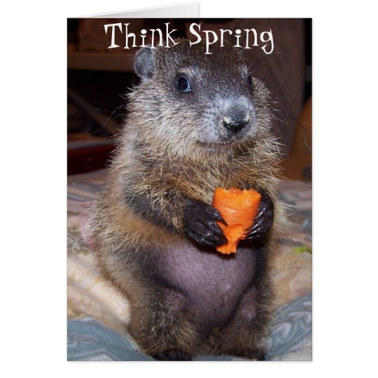 groundhog day card