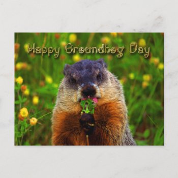 Happy Groundhog Day Eating Flower Postcard by StarStruckDezigns at Zazzle