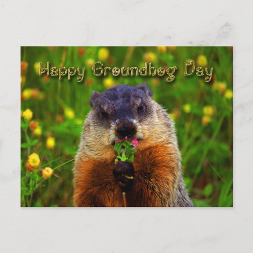 Happy Groundhog Day Eating Flower Postcard