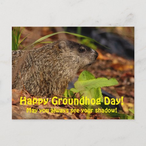 Happy Groundhog Day Postcard