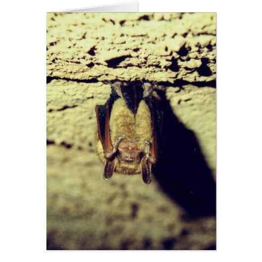 Happy Halloween Bat Card (Front)