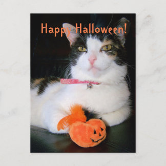 Happy Halloween Cat with Pumpkin Holiday Postcard