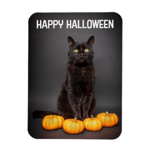 Happy Halloween For Anyone Black Cats With Pumpkin Magnet