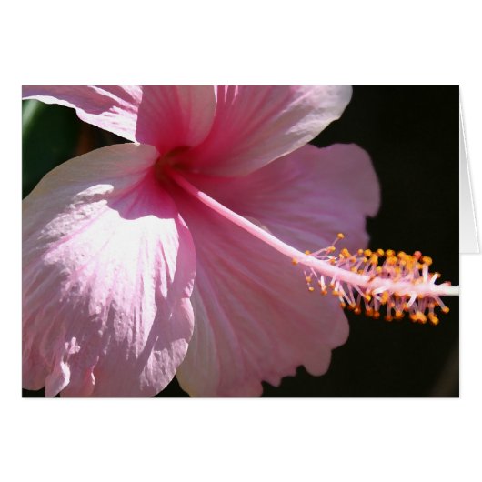 Happy Hibiscus Cards (Front Horizontal)