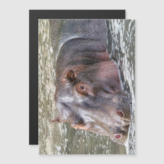 Happy Hippo (Front/Back)
