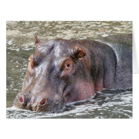 Happy Hippo Cards (Front Horizontal)
