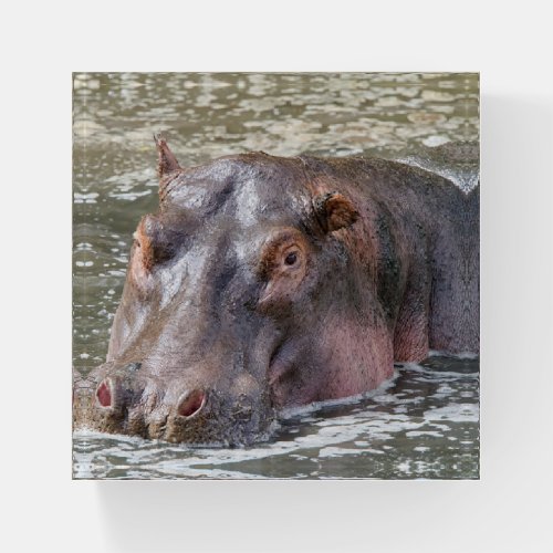 Happy Hippo Paperweight