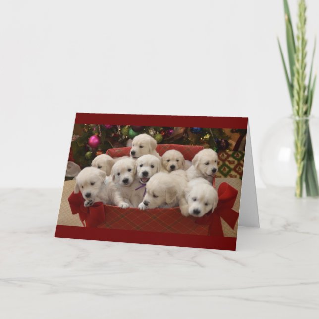 Happy Holiday Golden Retriever puppies (Front)