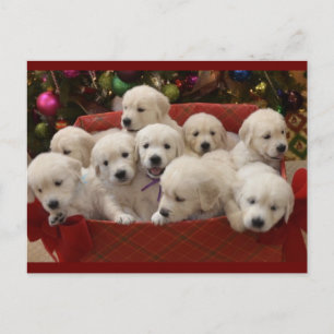 Happy Holiday Golden Retriever puppies