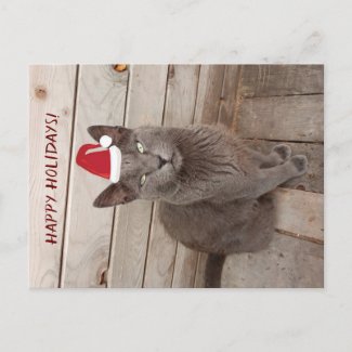 Happy Holidays CaGray Cat  Postcard