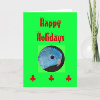Happy Holidays card, linnie parakeet Holiday Card