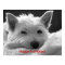 Happy Holidays - Cute Westie Dog Poster