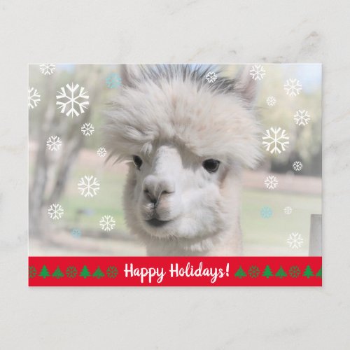 Happy Holidays from Snow Alpaca Postcard